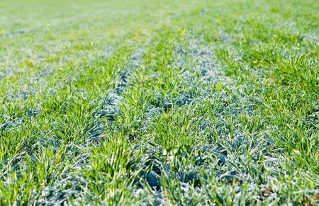 Green field covered with hoarfrost