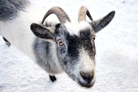 Cute goat on white snow の写真素材