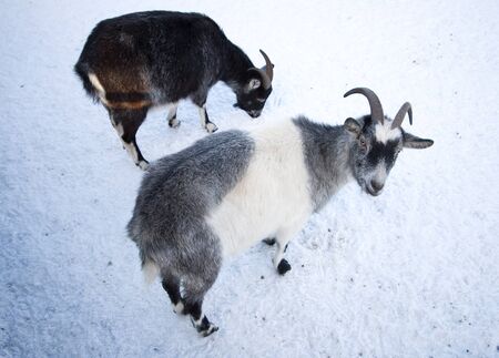 Two goats on snow