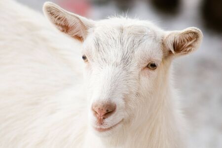 Portrait of white goatの写真素材