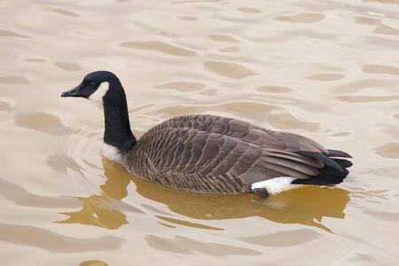 Duck swimming in a pondの写真素材