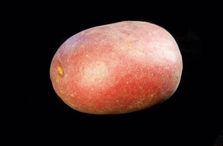 One potatoe on black groundの写真素材