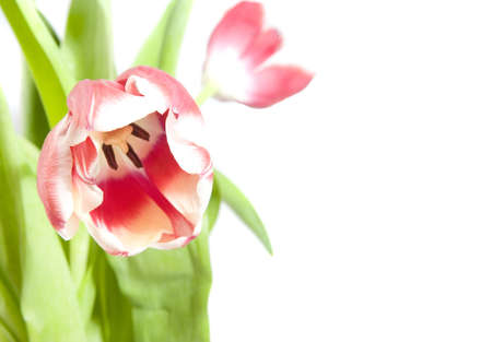 pink tulip on white groundの写真素材