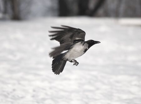 Raven in Flight in winter timeの写真素材