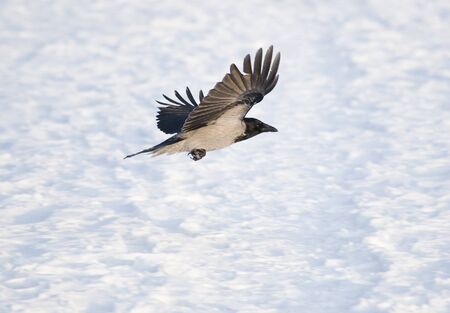 Raven in Flight in winter timeの写真素材