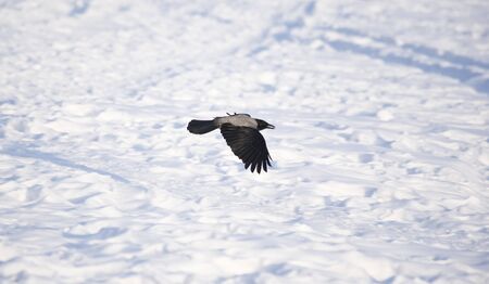 Raven in Flight in winter timeの写真素材