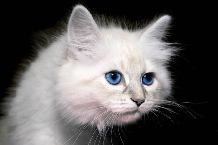 Blue eyes persian kitten on black groundの写真素材