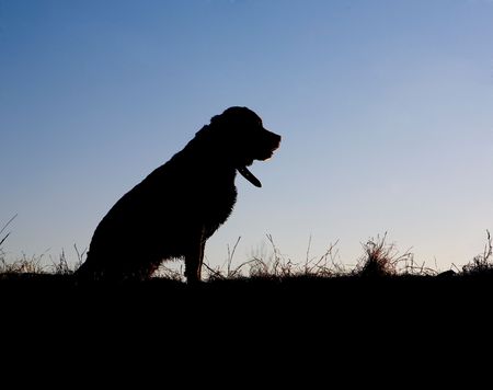 Labradour silhouette sitting on knoll at sunsetの写真素材