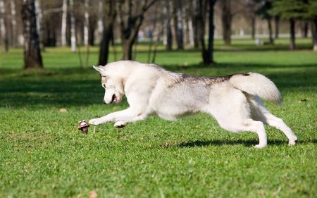 Husky playing with ball in parkの写真素材