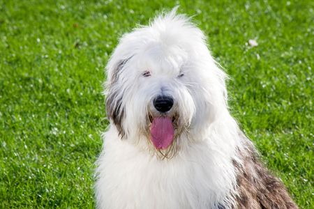 Portrait of bobtail in the parkの写真素材