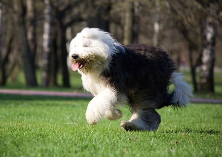 Hairy bobtail running in parkの写真素材