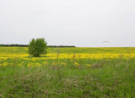 Meadow full of blossoming dandelionsの写真素材