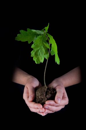 Young oak in careful human handsの写真素材