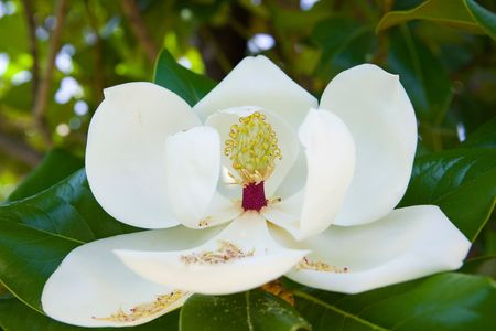 White blossoming magnolia on the treeの写真素材