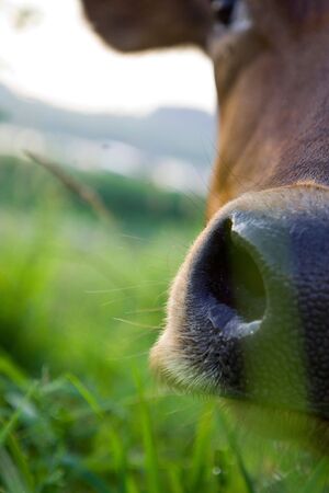 Funny cow nose on a half of foto