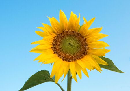 Yellow sunflower behind blue skyの写真素材