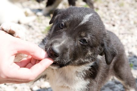 Little cute puppy eating from human hand