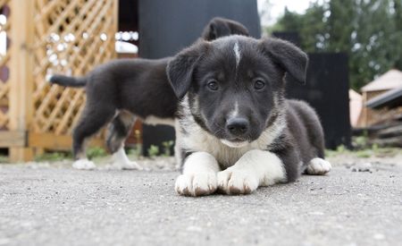 Little black and white puppy looking at youの写真素材