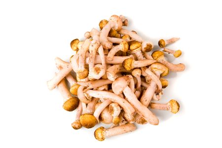 Heap of mushrooms on white groundの写真素材