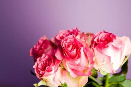 Bunch of pink roses on purple groundの写真素材