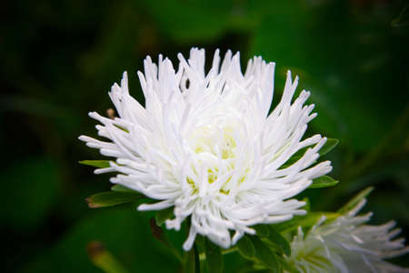 WHite aster growing in the gardenの写真素材