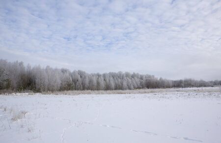 snow birch forest and cloudsの写真素材