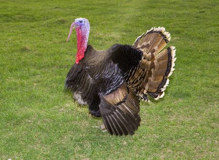 Wild male turkey in grass field の写真素材