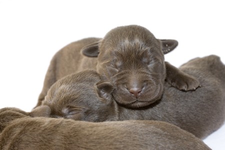 Newborn brown labrador puppies on white groundの写真素材