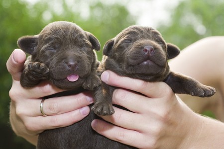Newborn brown labrador puppies on green groundの写真素材