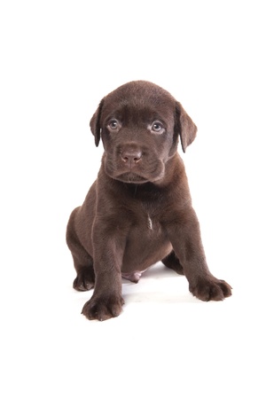Brown labrador puppy on white groundの写真素材