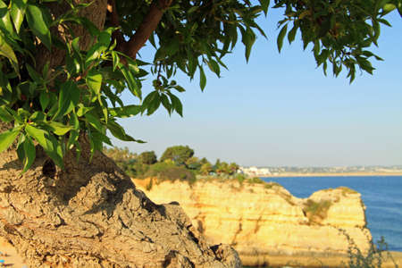 Three Layers: Close up Tree near the coast, with cliff and far away villages as backgroundの写真素材