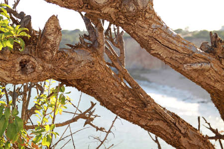 Closeup of a tree in a sunny afternoon, in Algarve, Portugalの写真素材