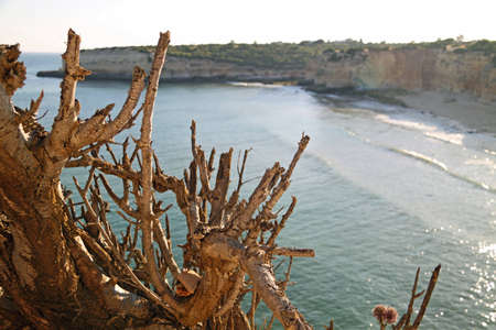 Dry tree trunks overlooking sea cliffs in Algarve, Portugalの写真素材
