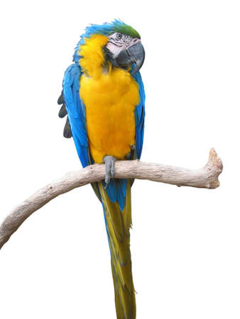 Isolated Macaw parrot in a tree branchの写真素材