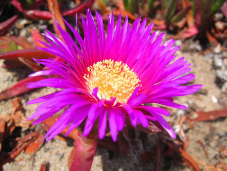 Ice Plant - Coastal plant (Carpobrotus Edulis), very common in Mediterrain, South Africa and California の写真素材