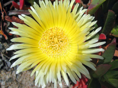 Ice Plant - Coastal plant (Carpobrotus Edulis), very common in Mediterrain, South Africa and California の写真素材