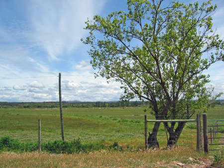 Rural landscape with tree and fenceの写真素材