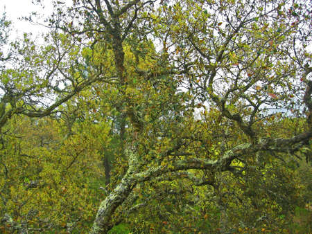 Mossy tree in yelowish woodlandの写真素材