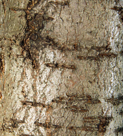 Texture of a Cherry tree trunkの写真素材