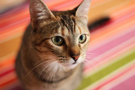 Young golden tabby catの写真素材