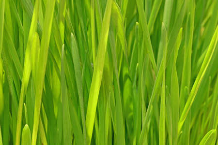 Close-up of Cat Grass leavesの写真素材