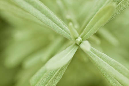 Macro of the green leaves of a Lavenderの写真素材
