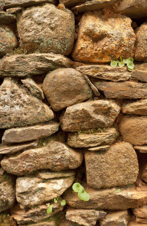 Ancient rock wall with plantsの写真素材