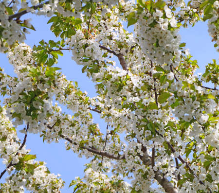 White cherry blossom flowersの写真素材