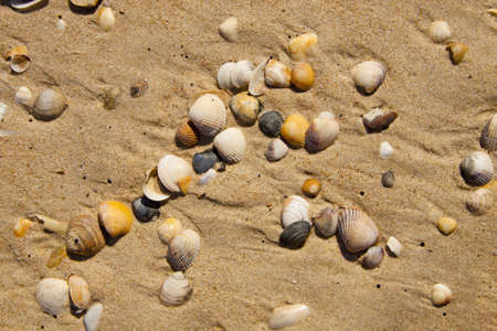Small seashells over sandの写真素材