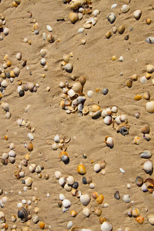 Small seashells over sand