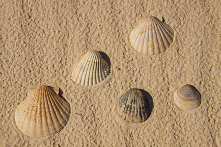 Seashells over sandの写真素材