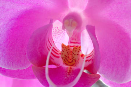 Purple Orchidの写真素材