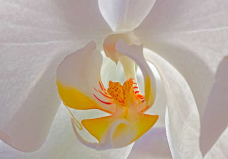 White Orchidの写真素材