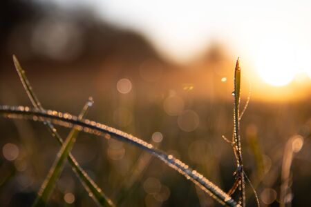 Dew on grass stalks in the morningの写真素材
